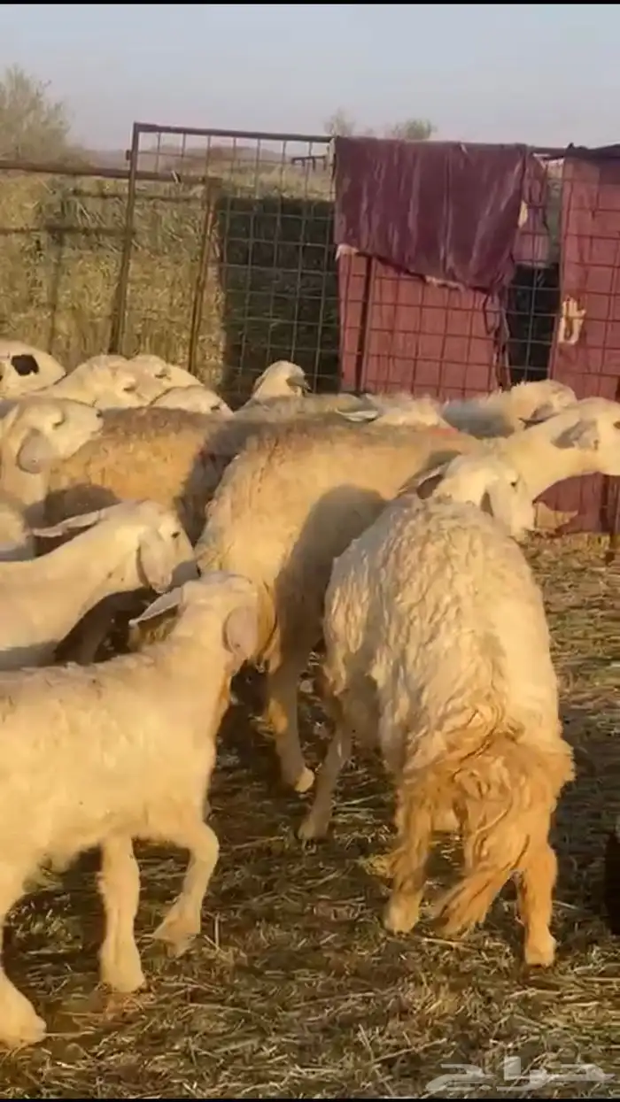 حريات متابيع 2