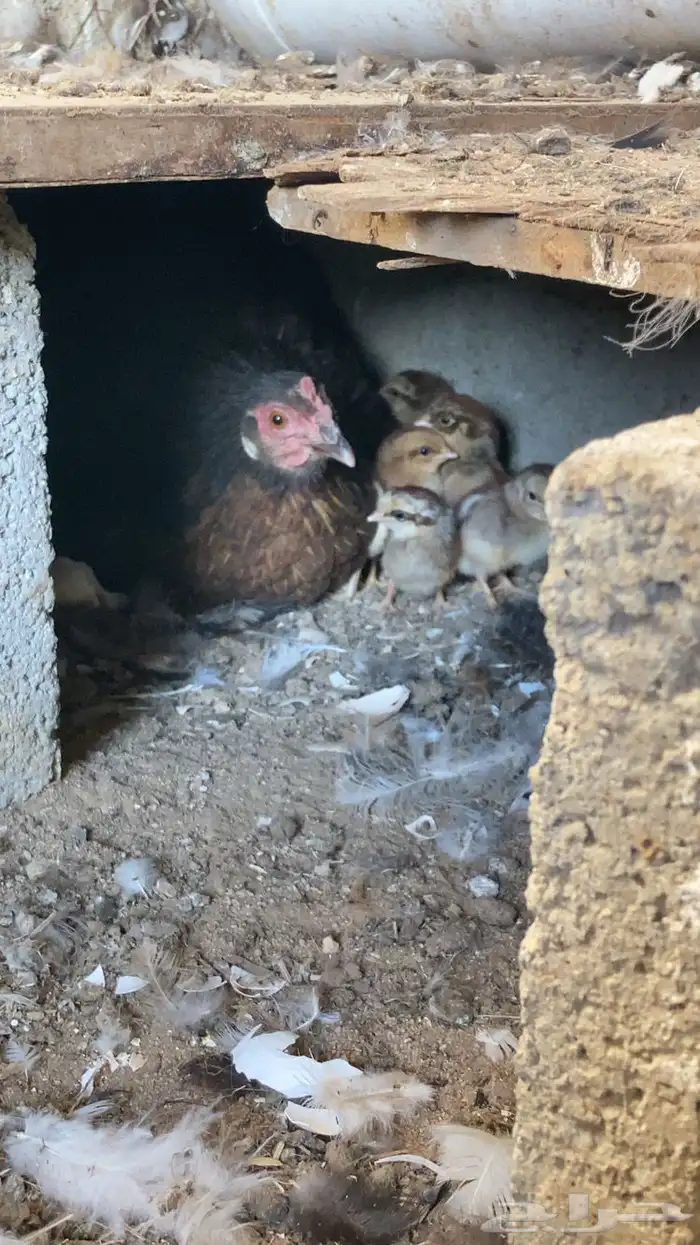 دجاجه بلدي مفرخه للبيع . 1