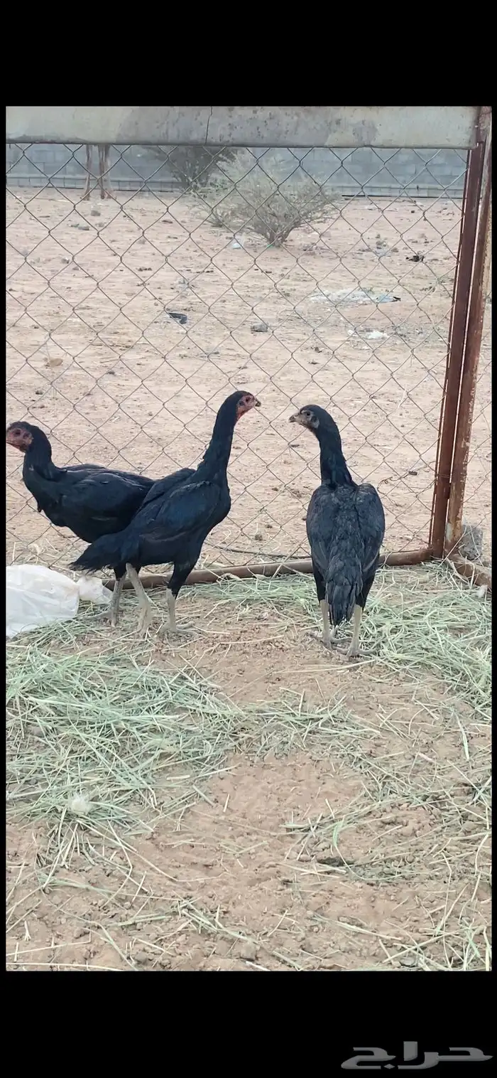 دجاج باكستاني 1