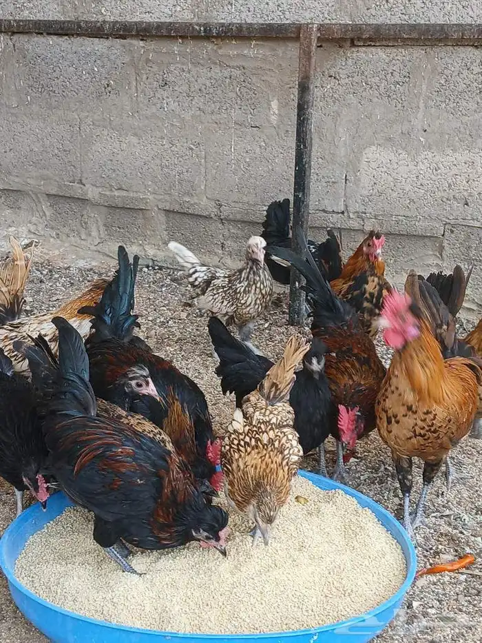 شرط مرصوص ا ر ط ى 8