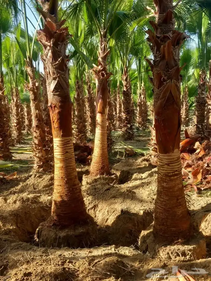يوجد لدينا نخل وشنطني زينه جميع المقاسات ونخل عربي مثمره 3