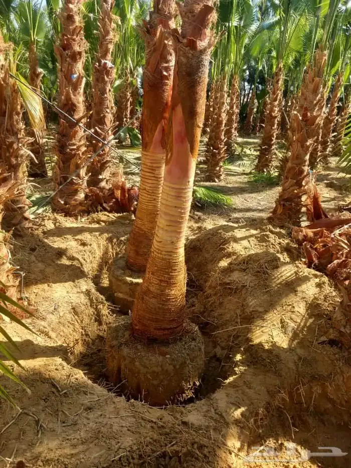 يوجد لدينا نخل وشنطني زينه جميع المقاسات ونخل عربي مثمره 2