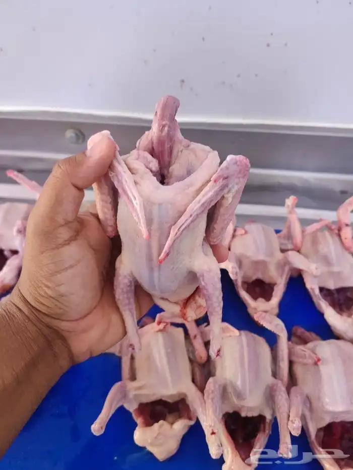 زغاليل فرنسي فاخر حجم وطعم وشحم 1