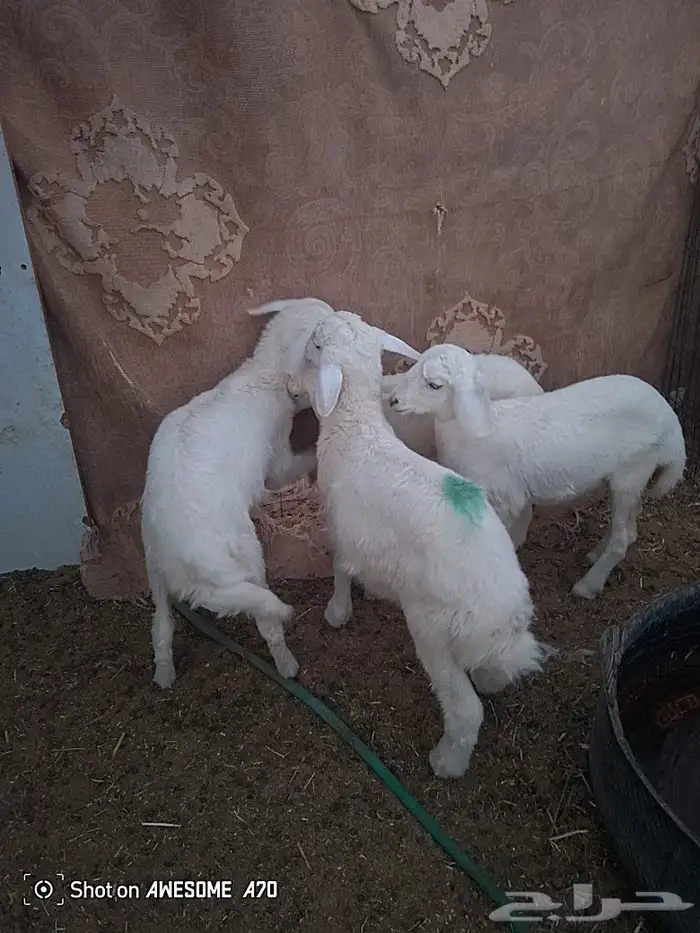 ارخال وطلي 0