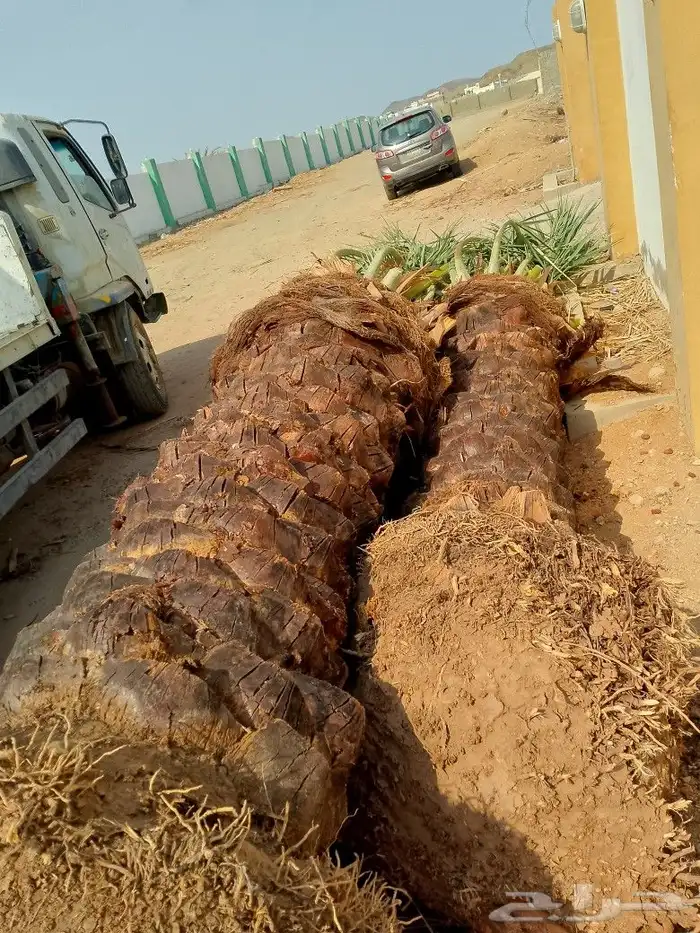 ابو احمد لتوريد انخيل 1