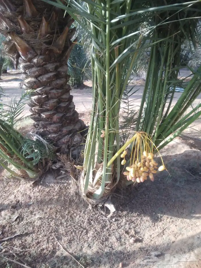 يوجد لدينا نخل اخلاص وسكري وبرحي صقعي مجدول روثانه 6