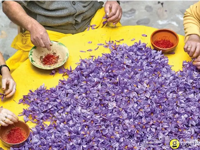 زهرة الزعفران 3