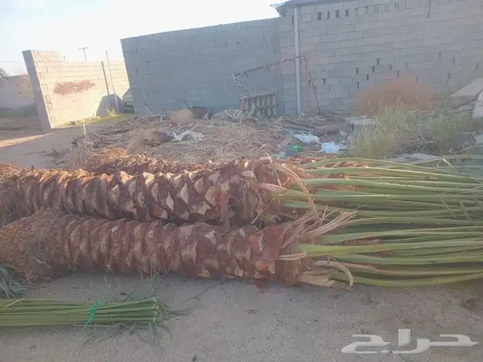 ابو احمد لتوريد انخيل 8