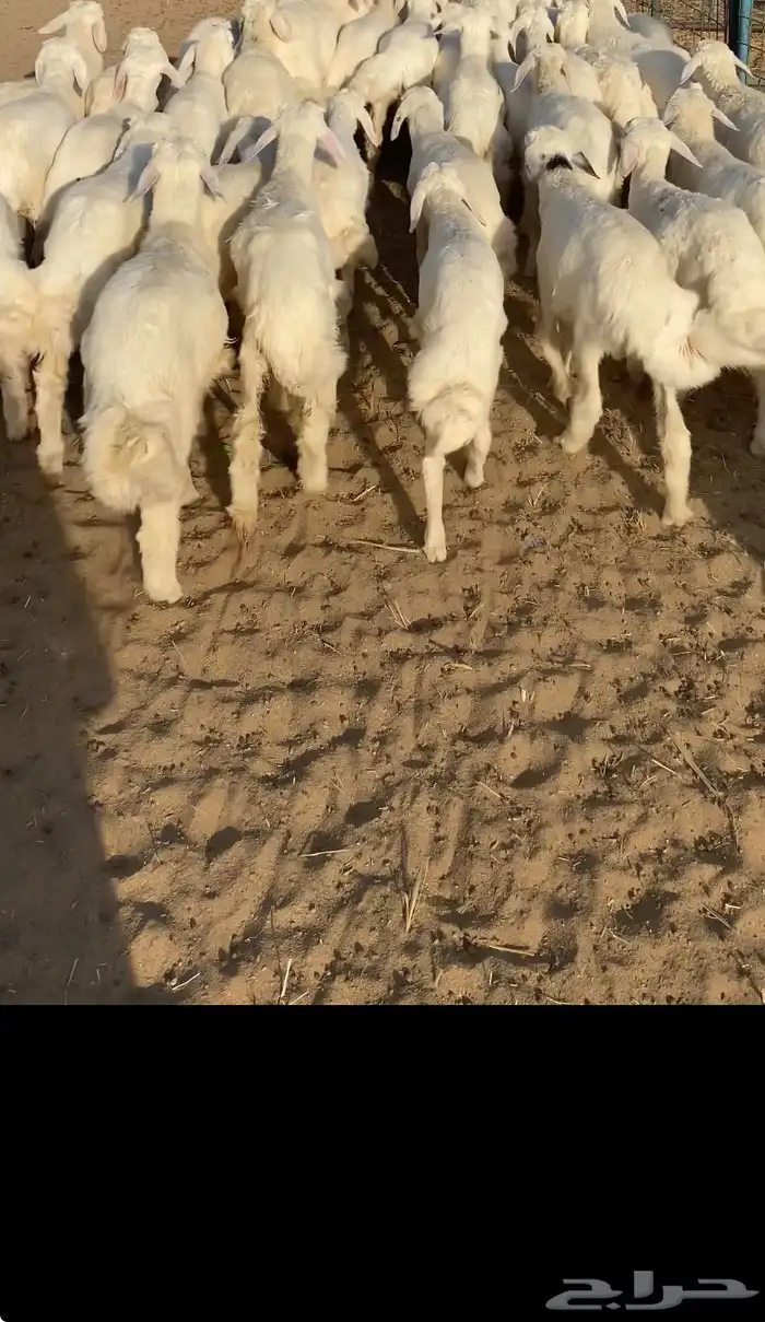 بهم تربيه تم البيع اضغط متابعه 0