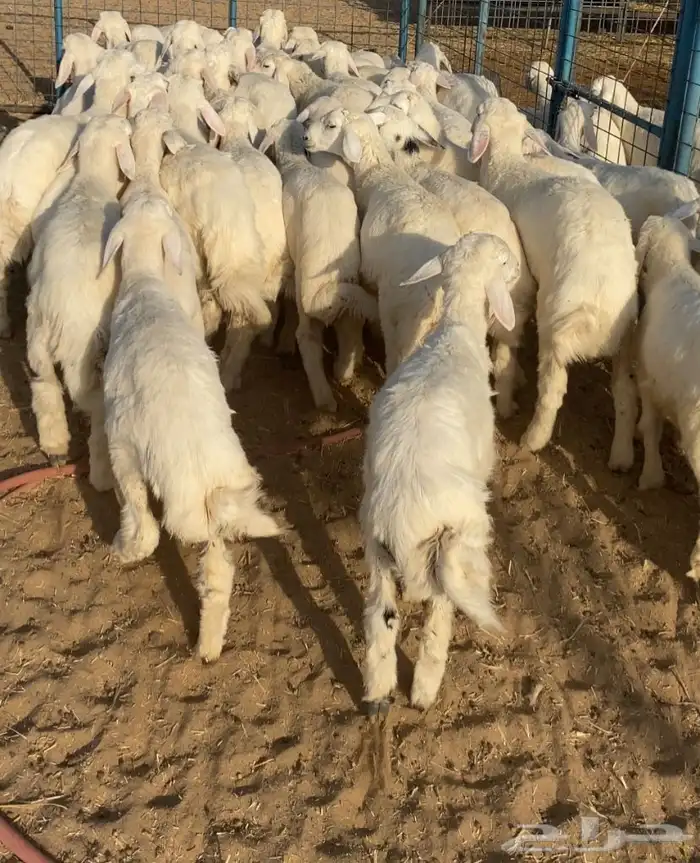 بهم تربيه تم البيع اضغط متابعه 3