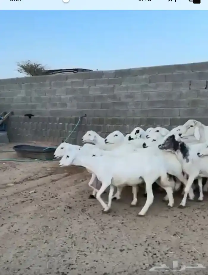 غنم 1