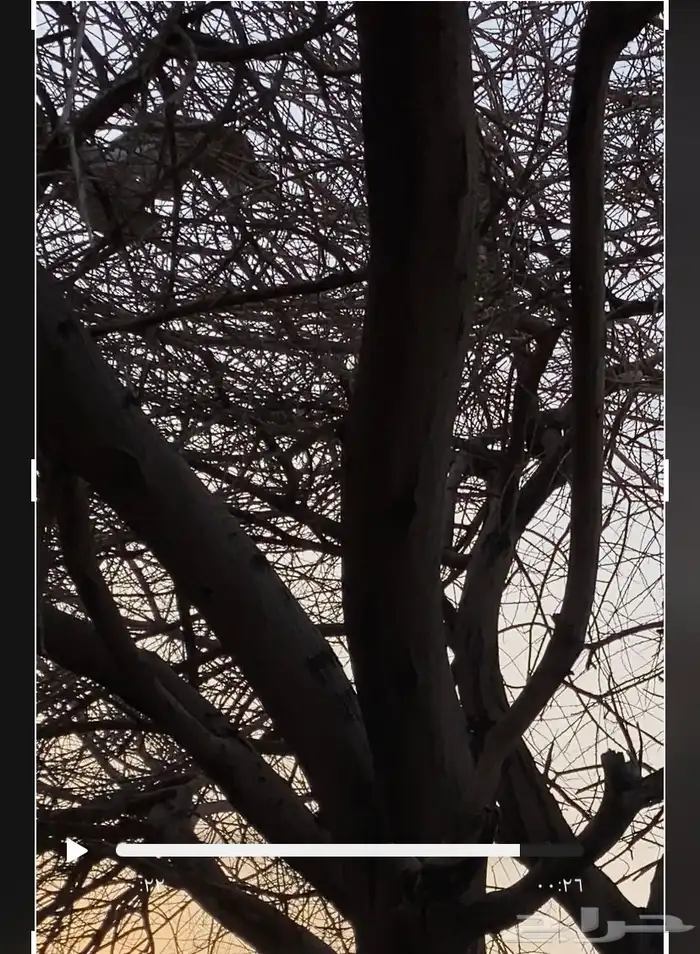 حطب الشتاء للبيع 3