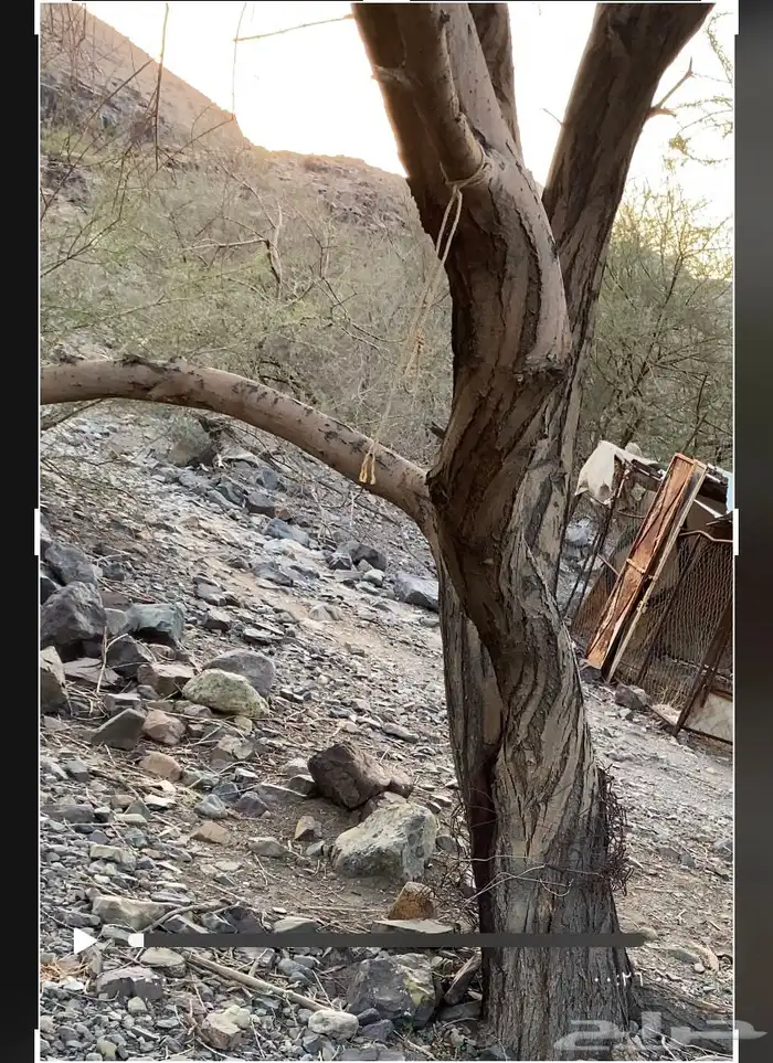 حطب الشتاء للبيع 1