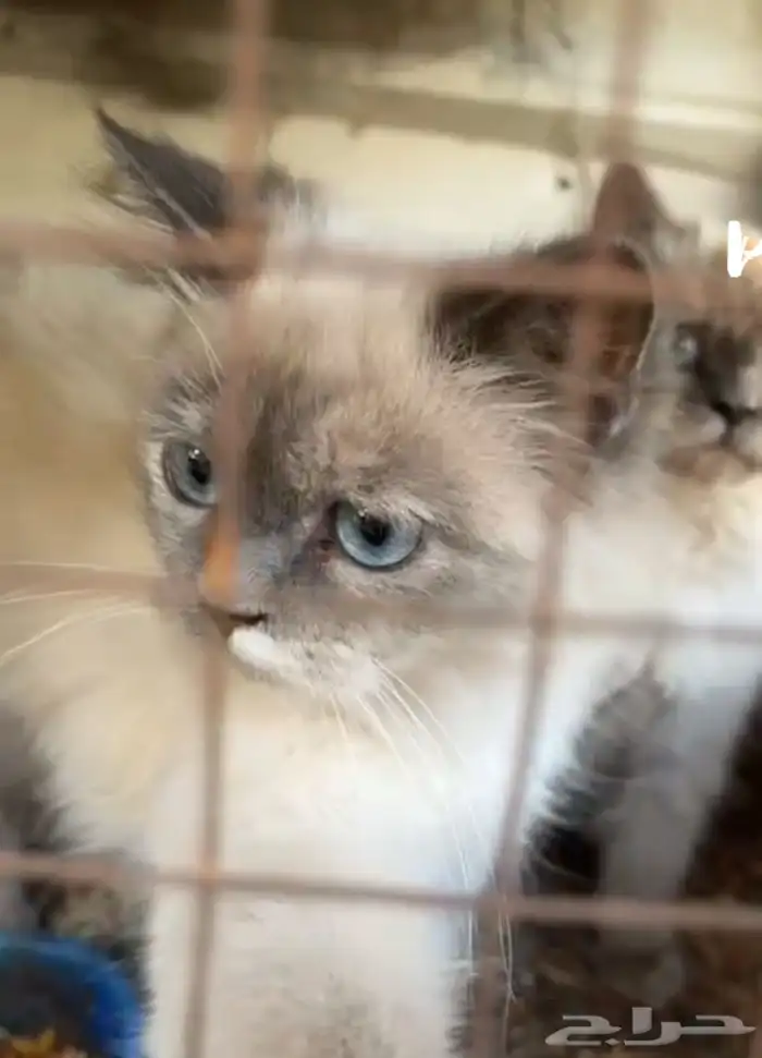 قطوتين هملايا جميلات 0