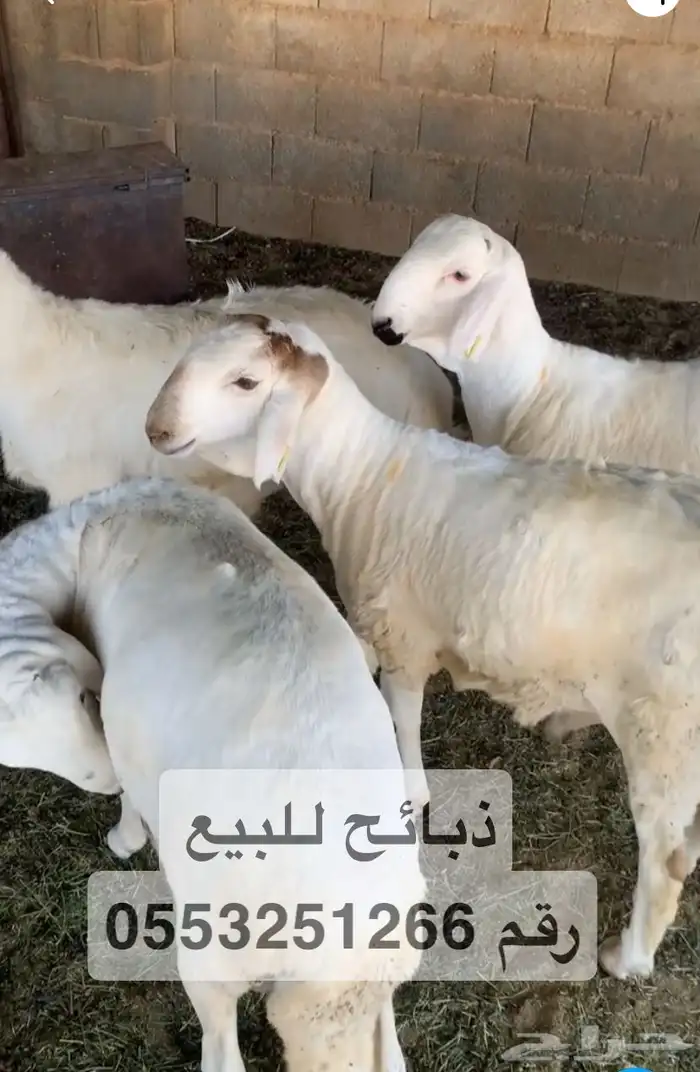 ذبايح للبيع 0