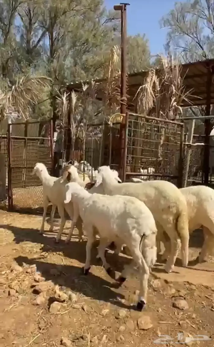 للبيع سواكن عدد 5 نظيفة ومحصنة 0