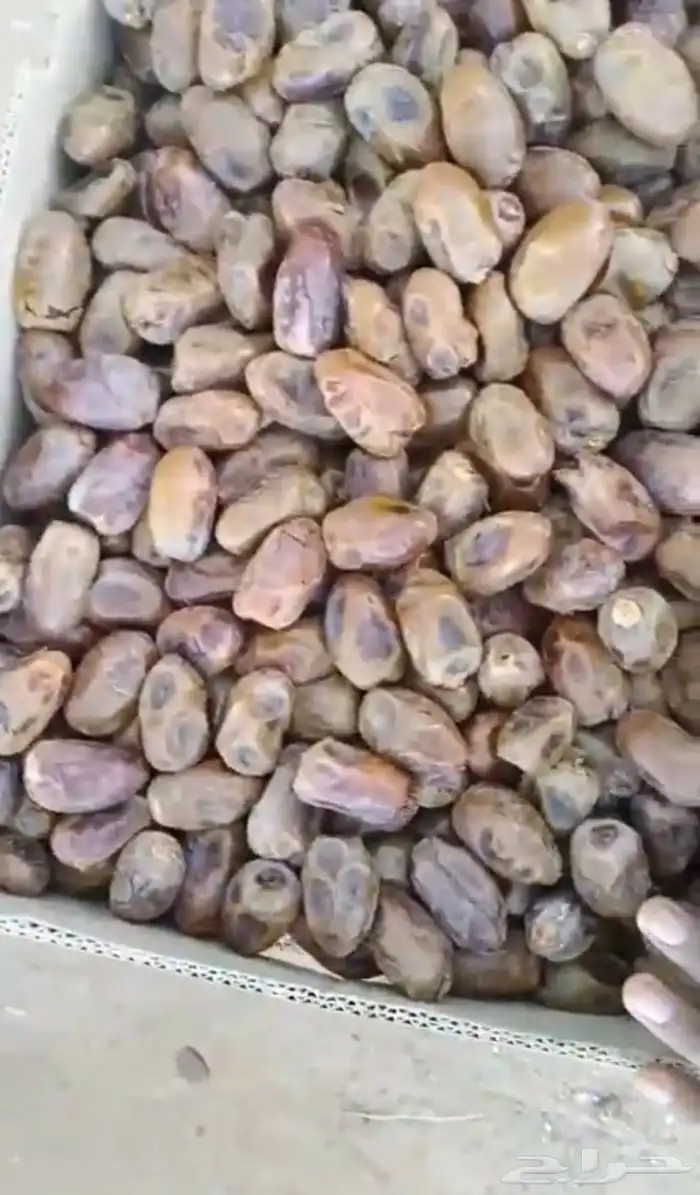 عرض خاص على تمر فنخاء الكهفة حبة جامبو كبيرة - حبة وسط 4