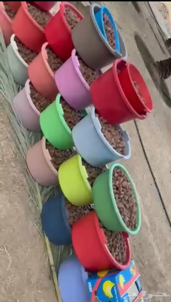 عرض خاص على تمر فنخاء الكهفة حبة جامبو كبيرة - حبة وسط 0