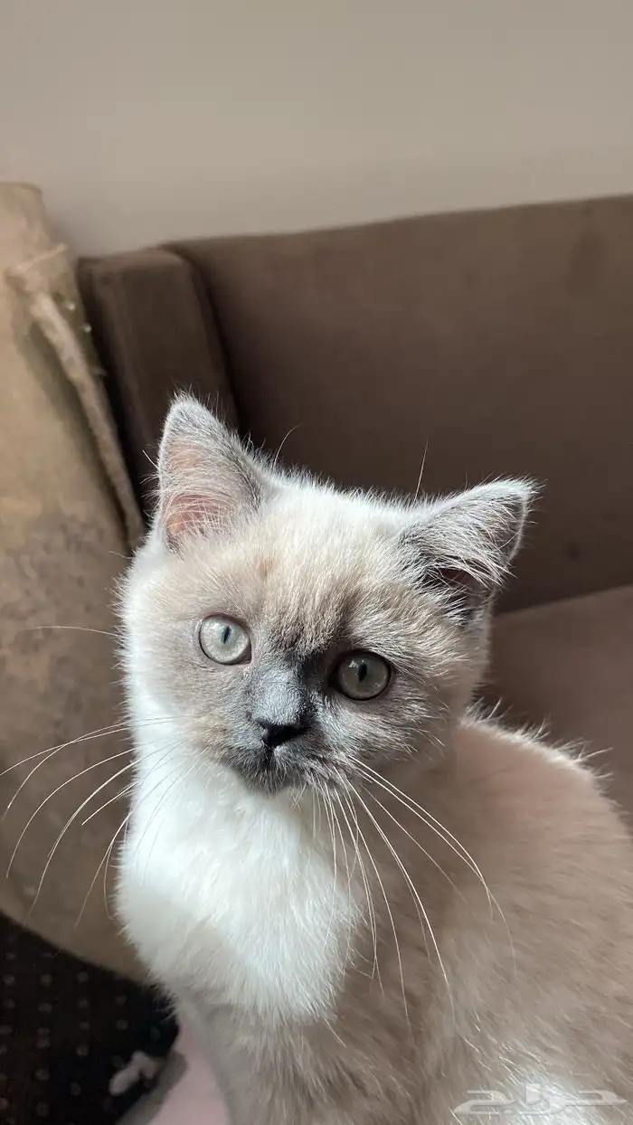 للبيع قط هيمالايا ميكس ذكر لطيف جدا 1