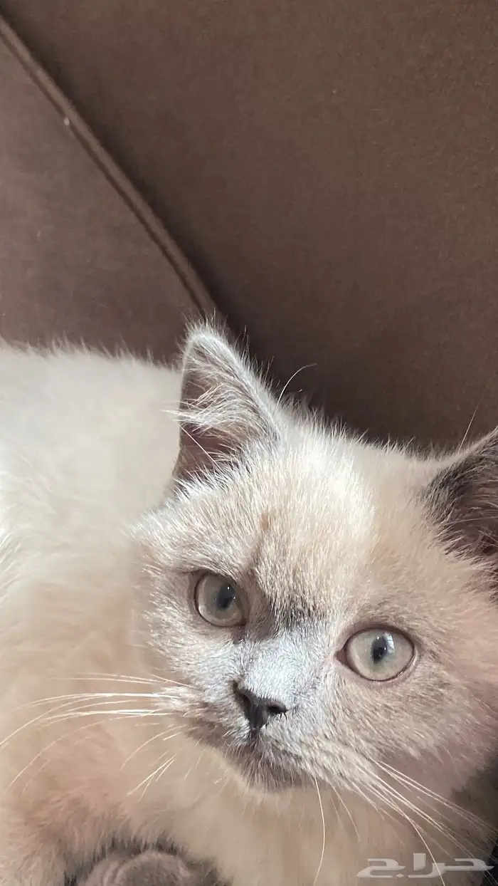 للبيع قط هيمالايا ميكس ذكر لطيف جدا 2