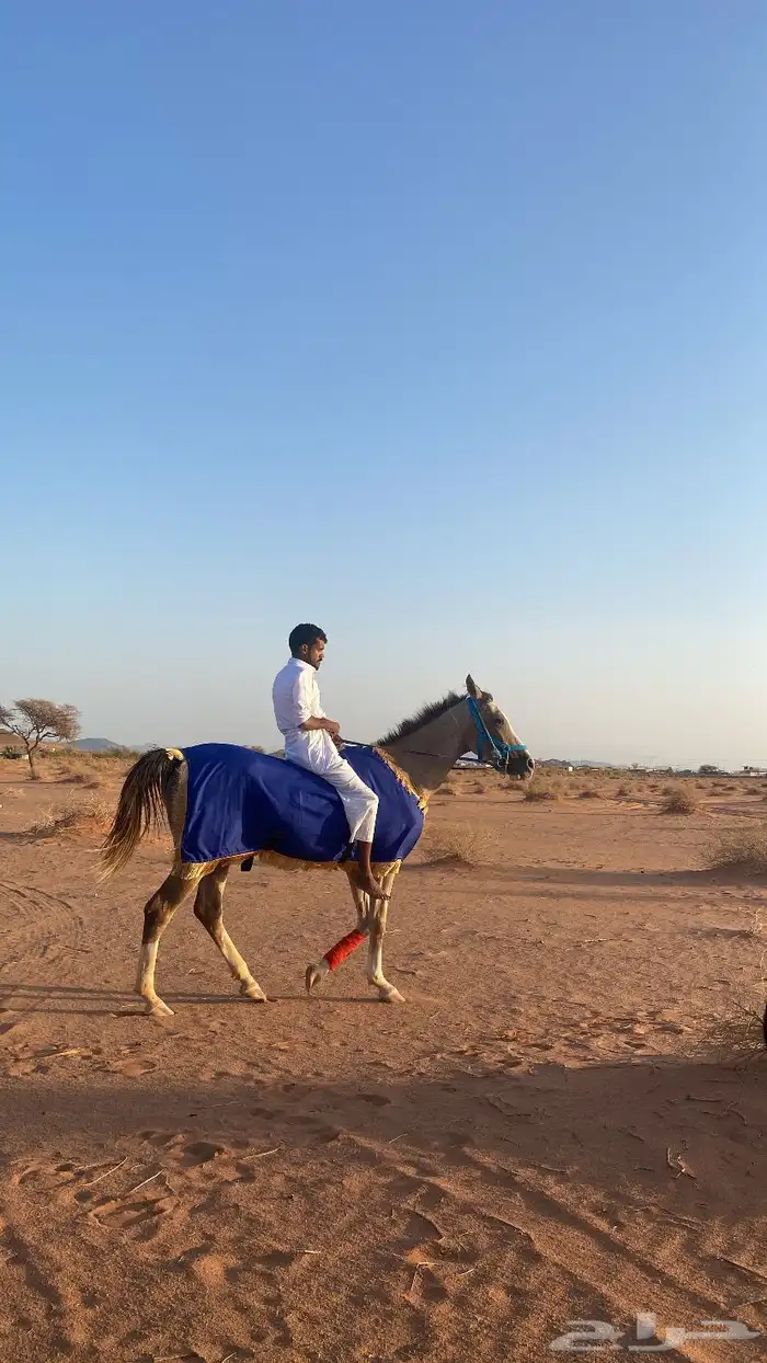 خيل شعبي العمر 3 سنوت  خيل متعلم خطوه وسست 0