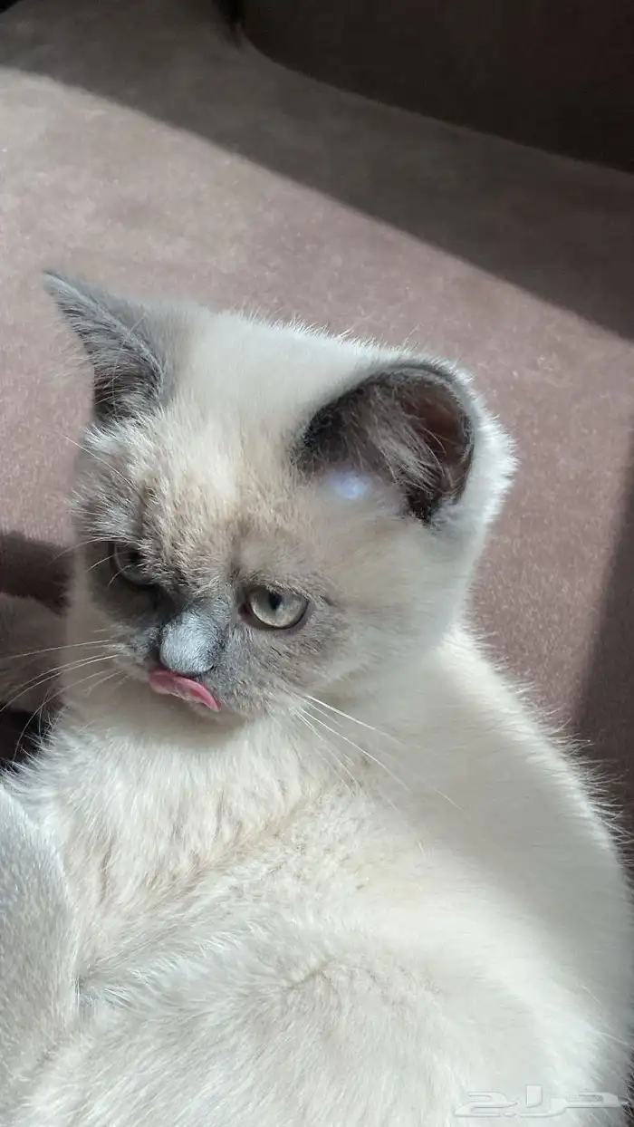 للبيع قط هيمالايا ميكس ذكر لطيف جدا 0