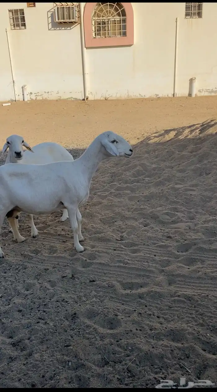 ضان 1