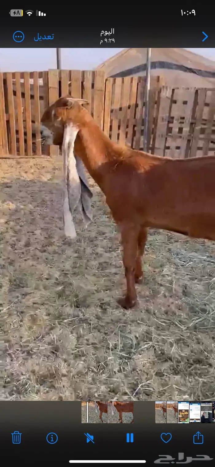 للبيع جذعة طيبة الافلاج 0