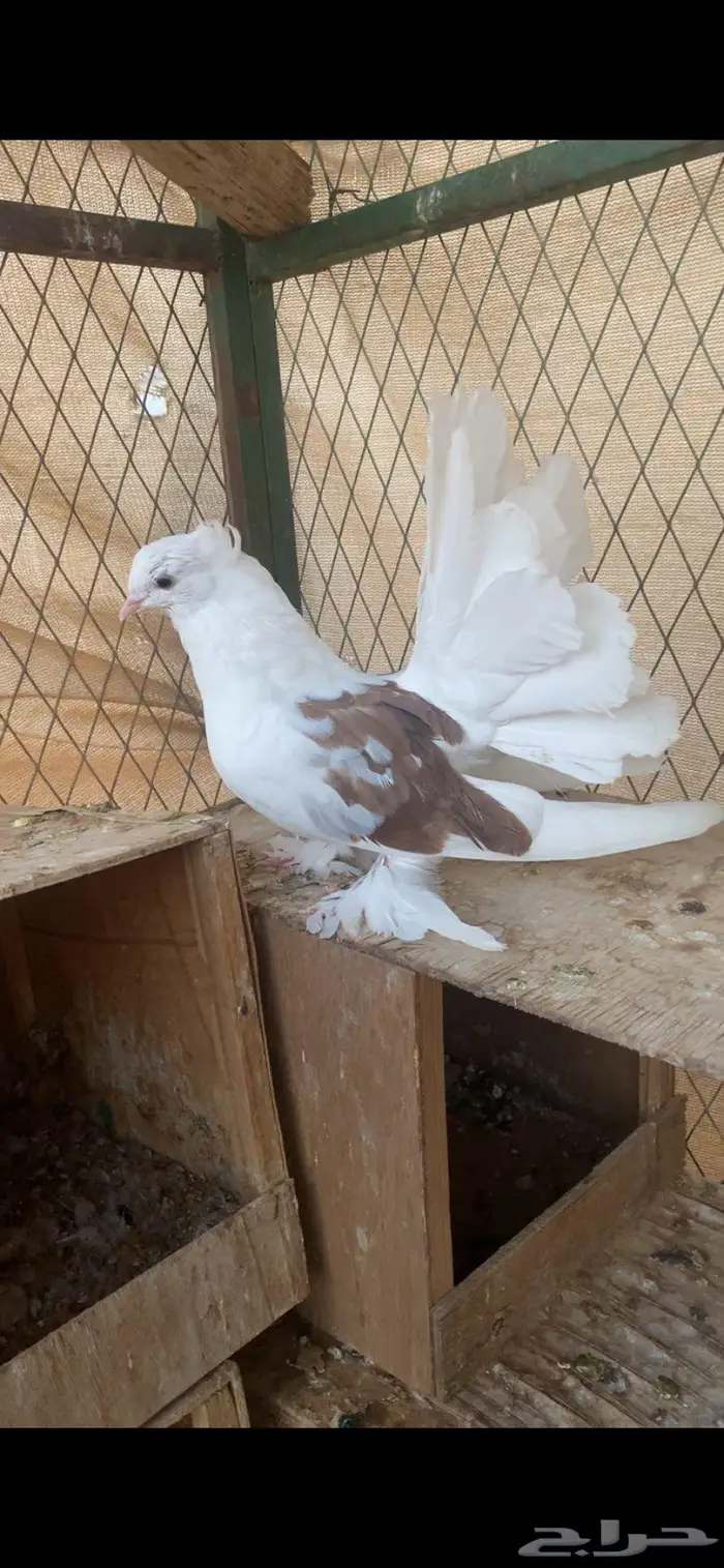 قنادي طبة وفريد ورقاصي فريد. الخرج 9