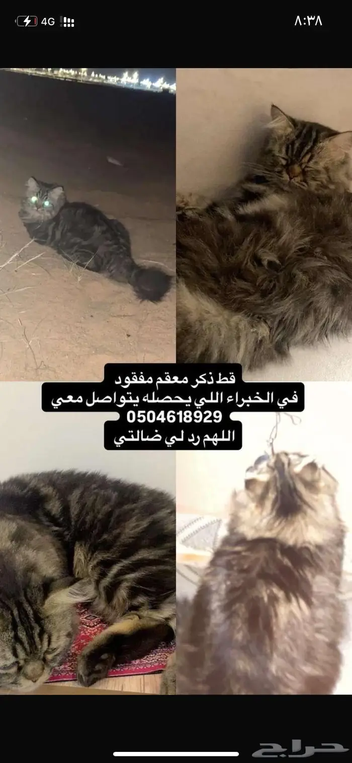 قط محصي مفقود اللي يحصله له 1000 0