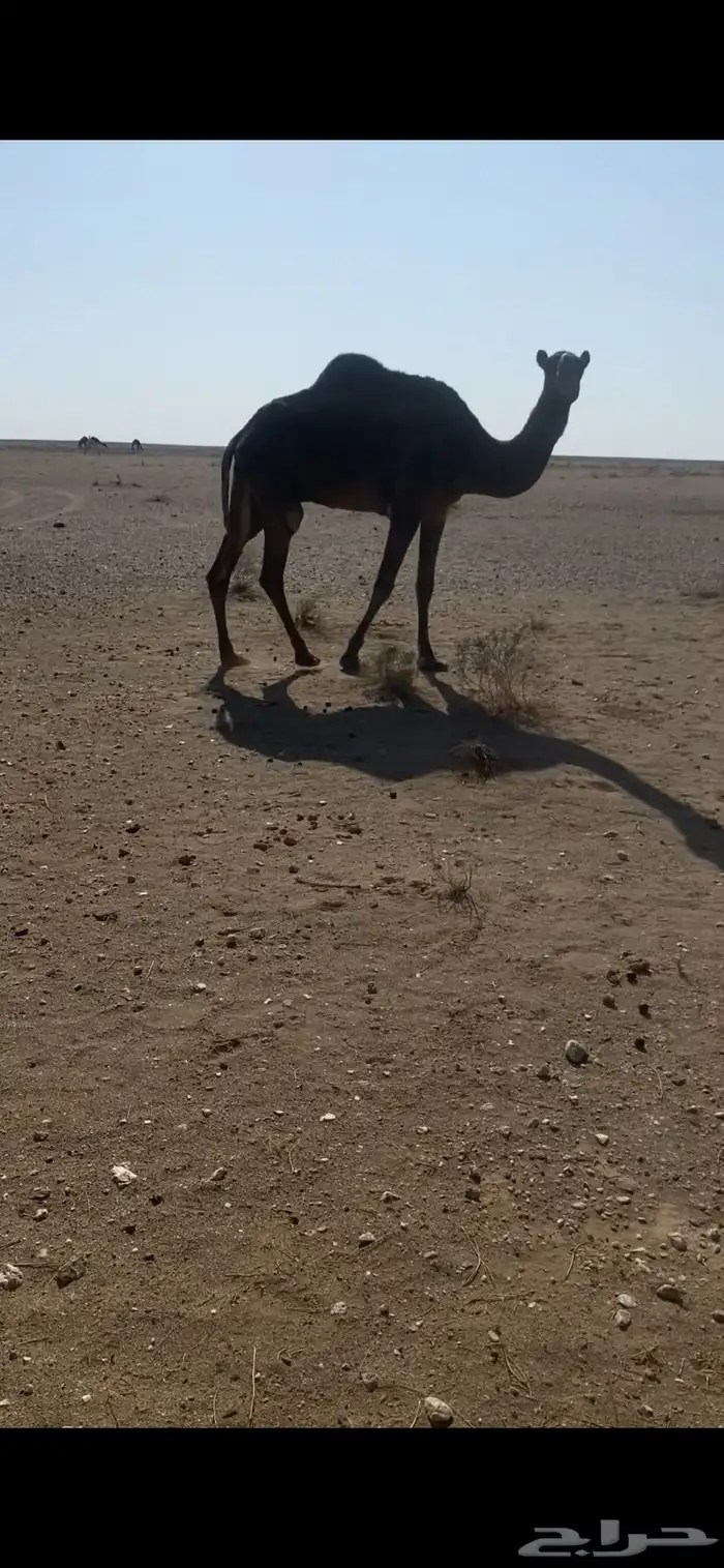 للبيع ضريبه 1