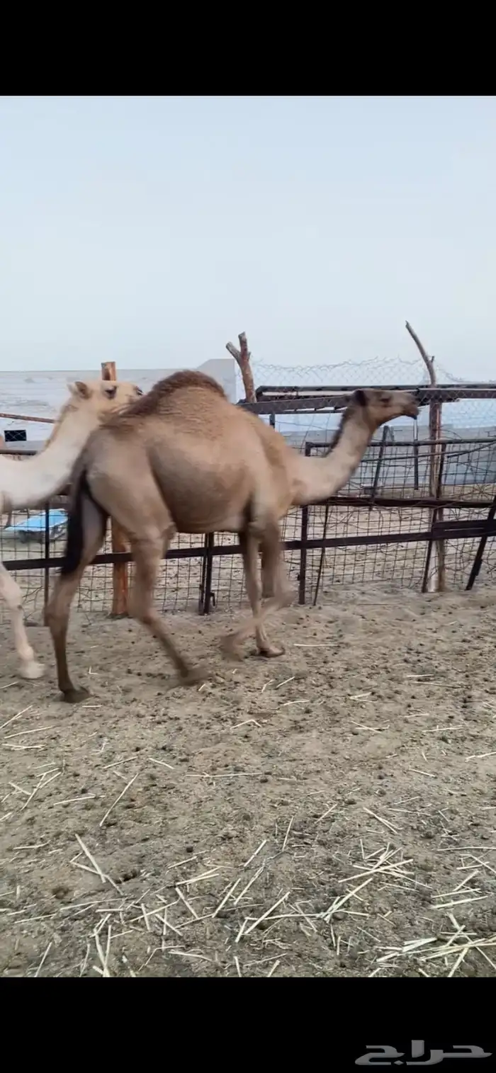 بكار كفو شماليات 2