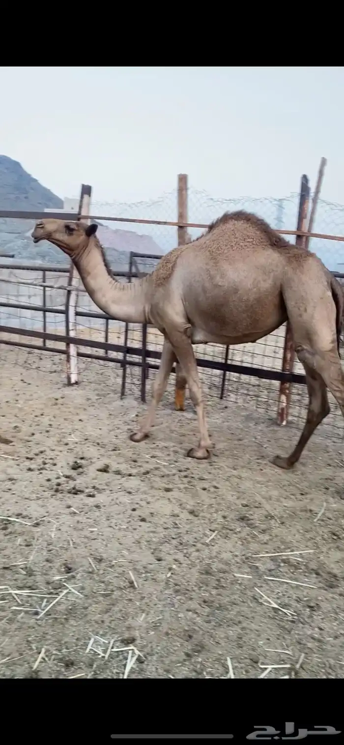 بكار كفو شماليات 6