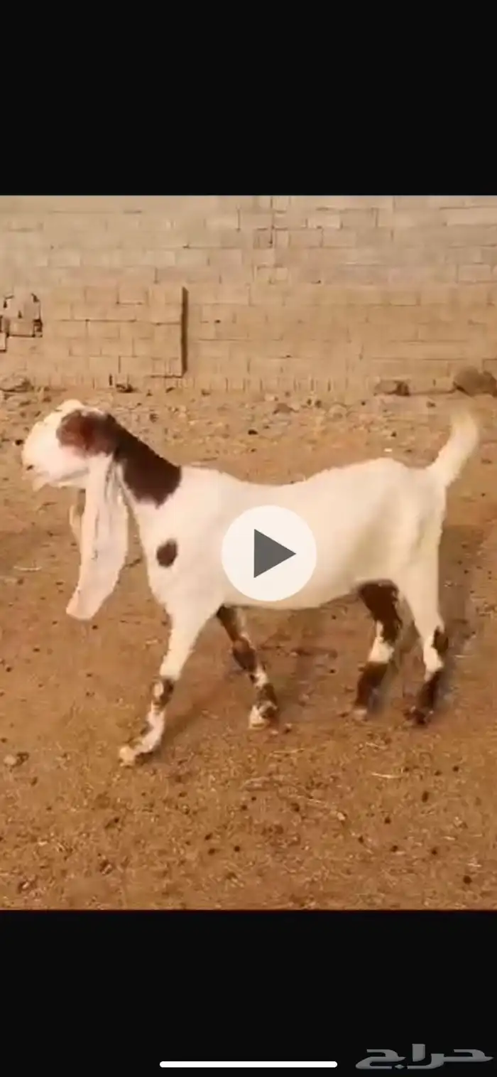 معزا حجازيات 0