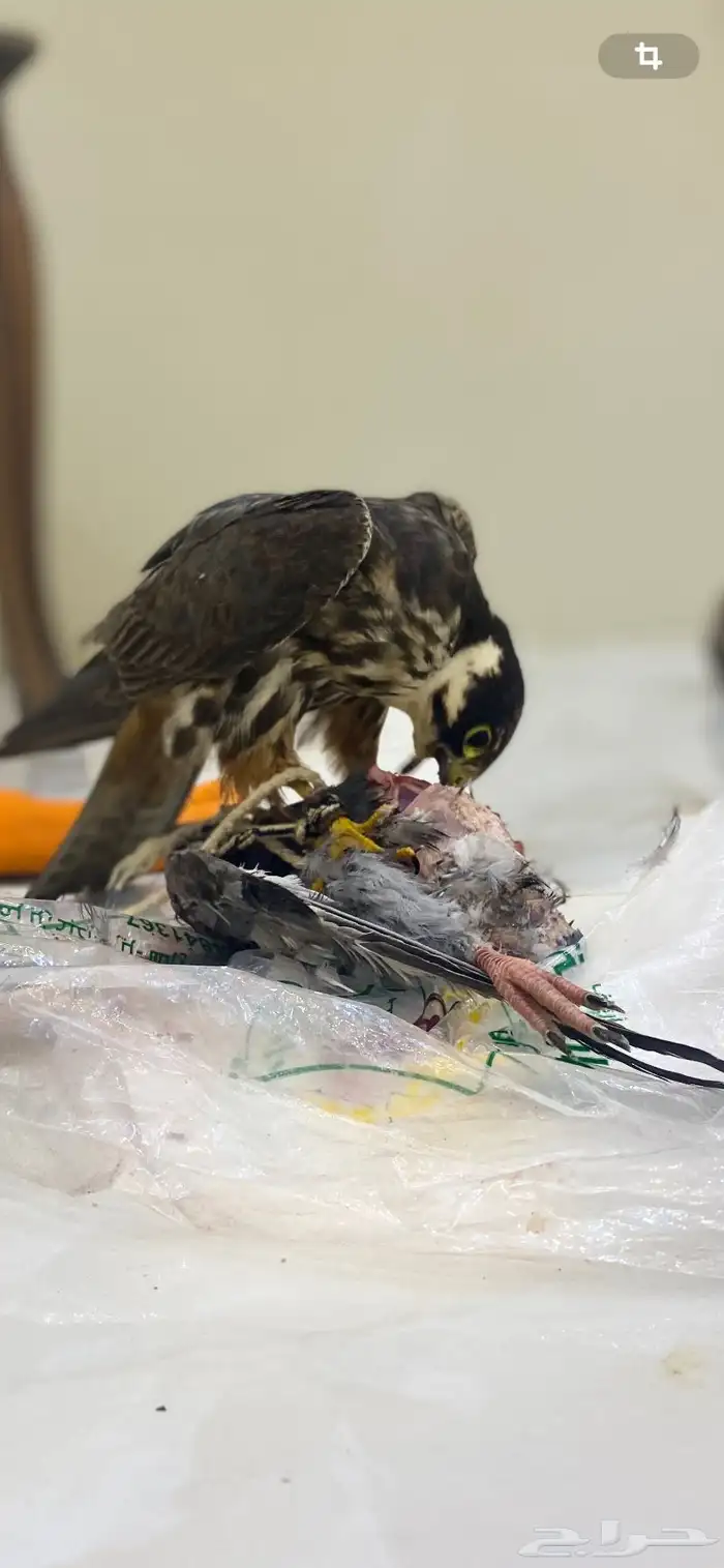 بكه قراناسه 1