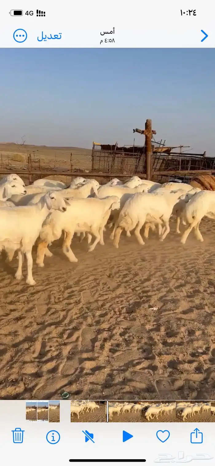 غنم مقاني صنف 3