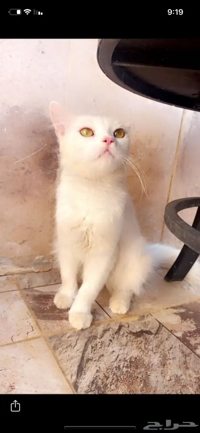 قط شيرازي للبيع 0