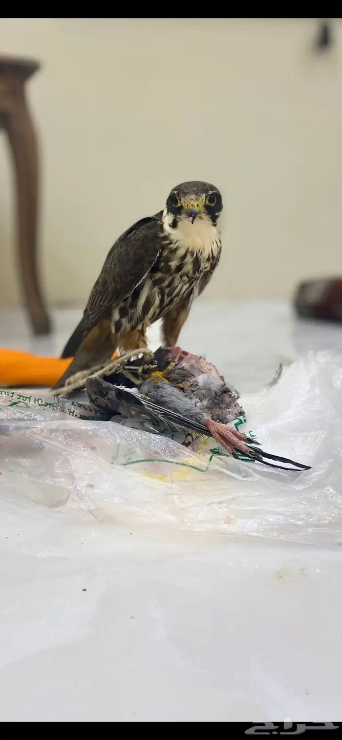 بكه قراناسه 3