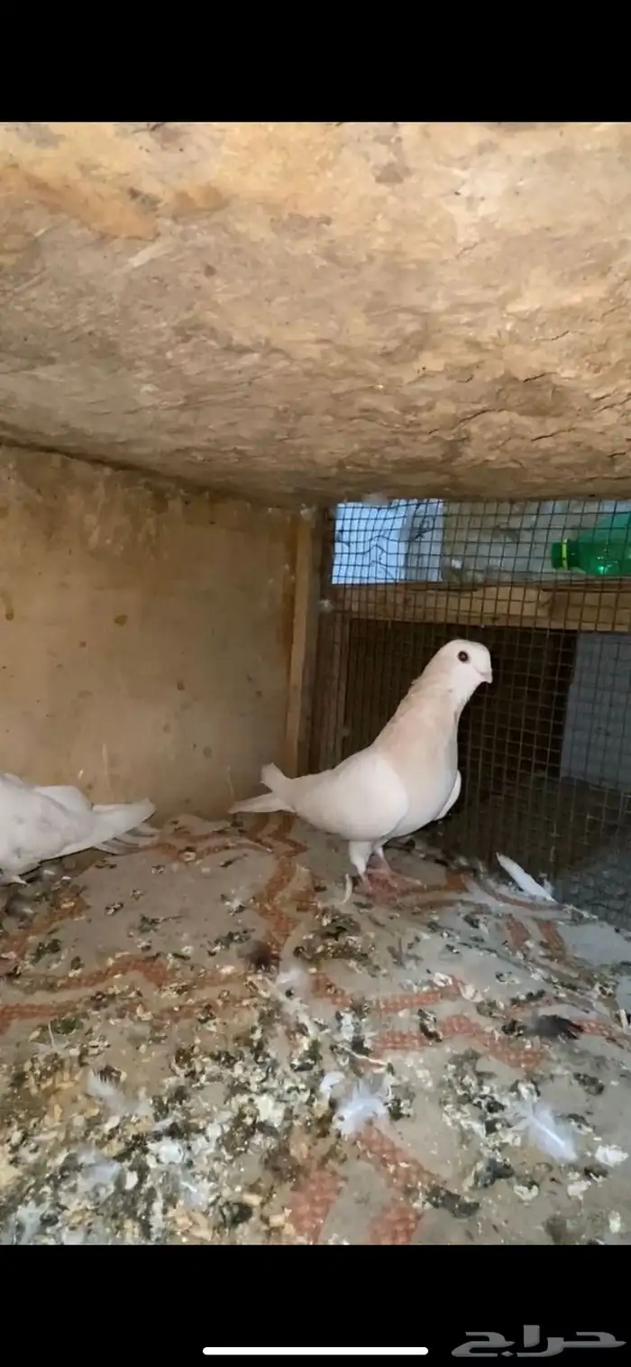 حمام تفاحي 1