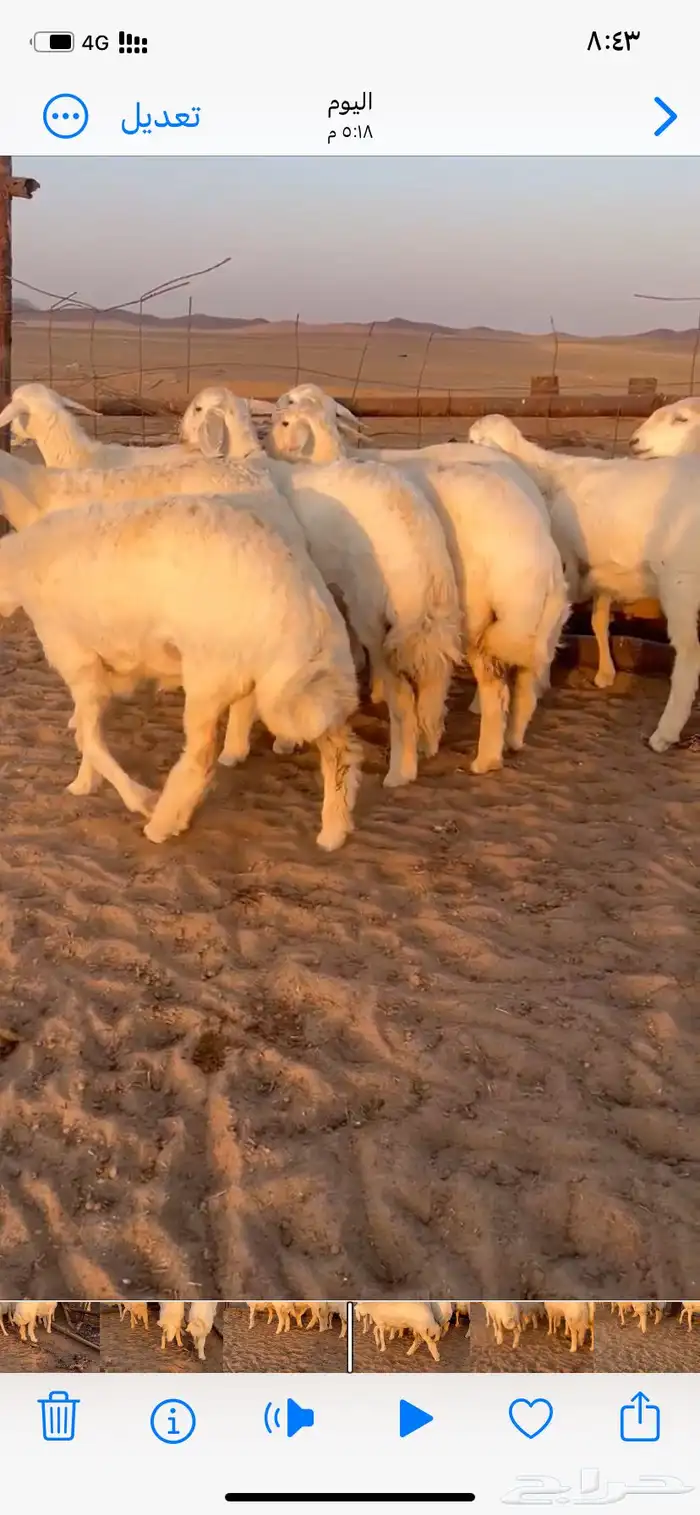 غنم صنف مقاني 1