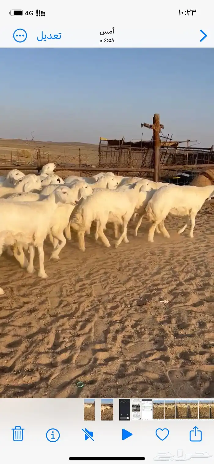 غنم مقاني صنف 5