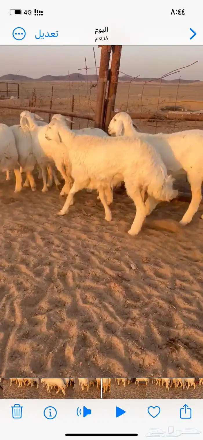 غنم صنف مقاني 0