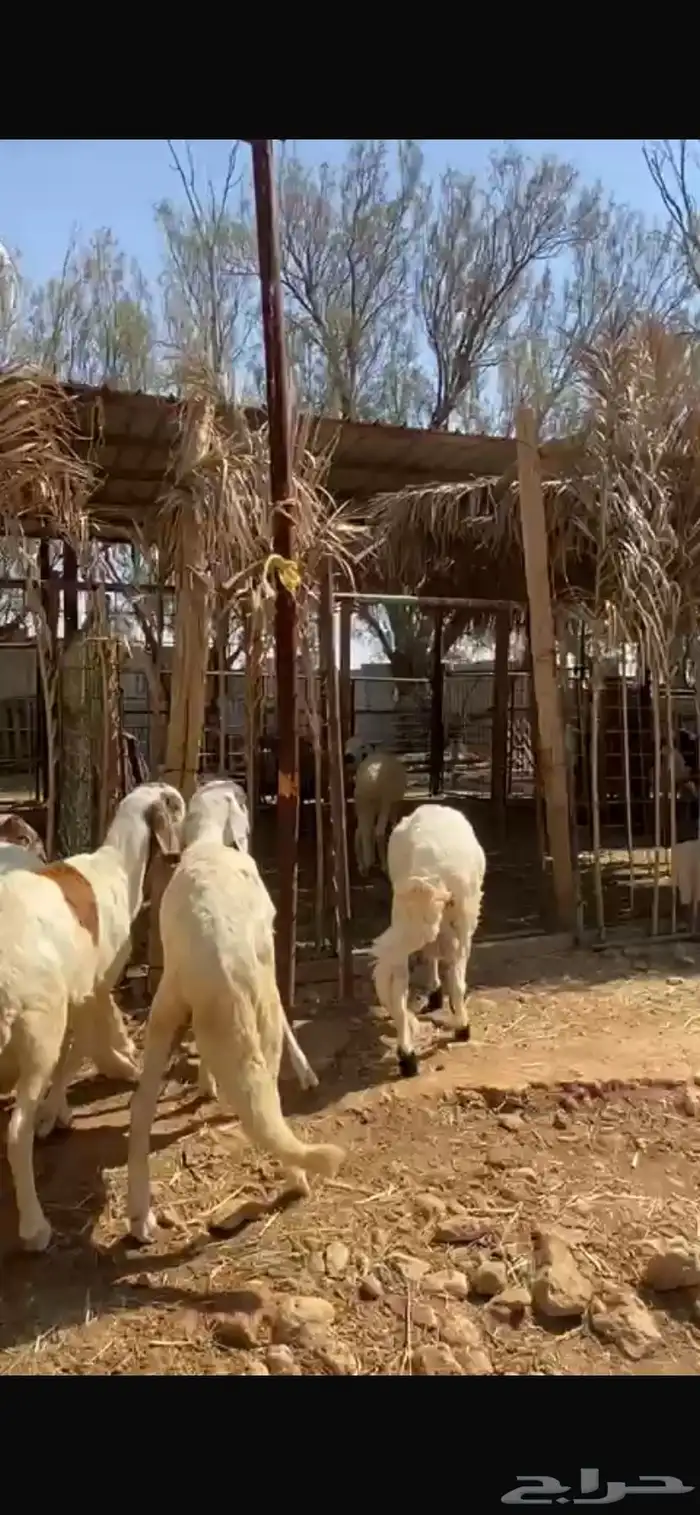 للبيع سواكن عدد 5 نظيفة ومحصنة 1