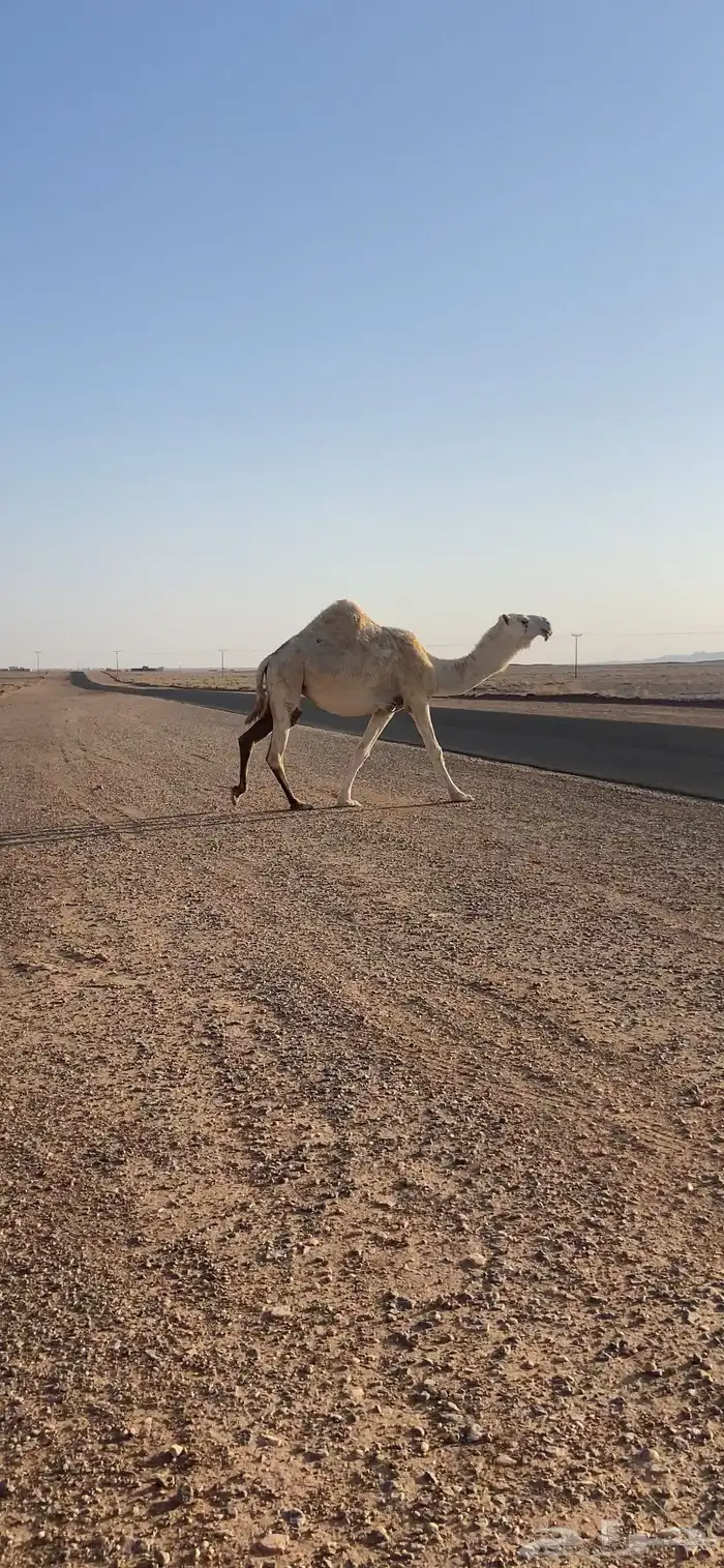 بكره باتليه لقحه على رماني كفو 0