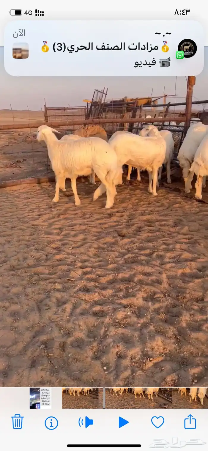 غنم صنف مقاني 3