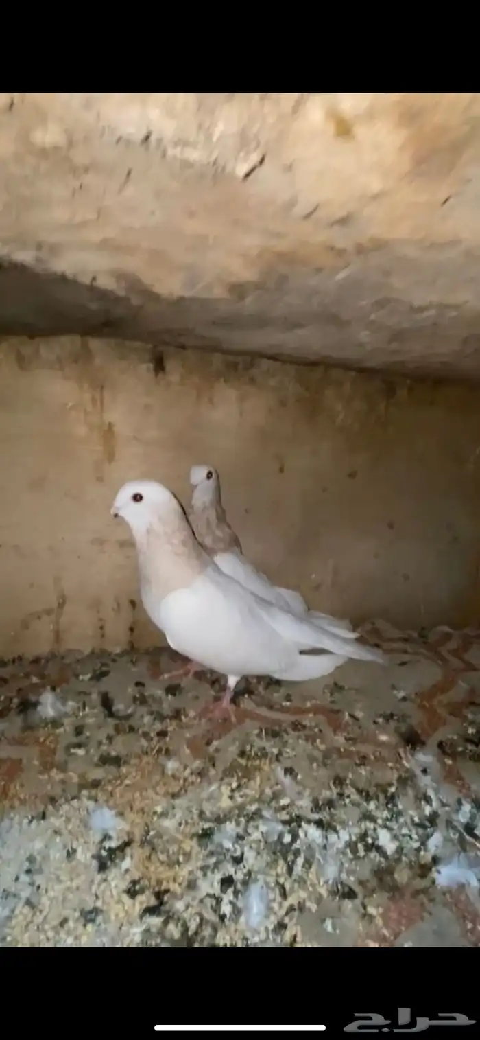 حمام تفاحي 2