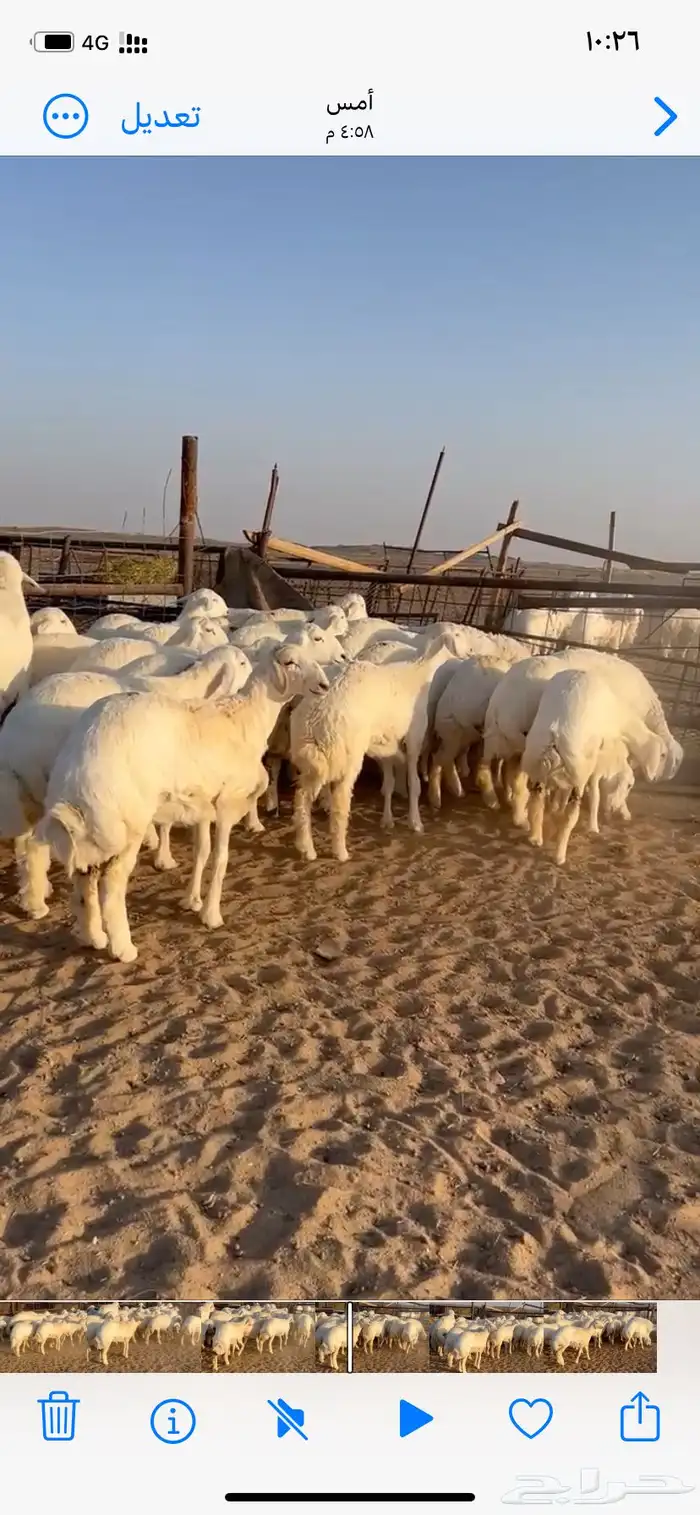 غنم مقاني صنف 0