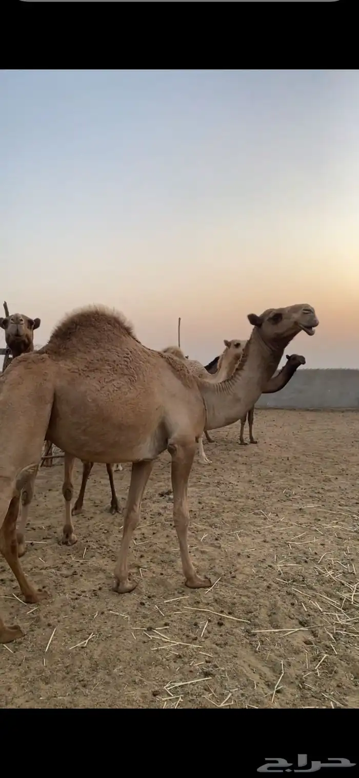 بكار كفو شماليات 7