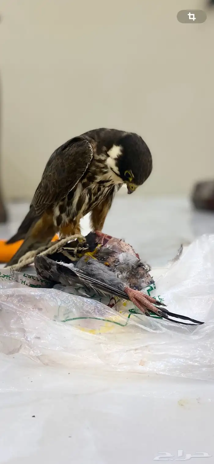 بكه قراناسه 2