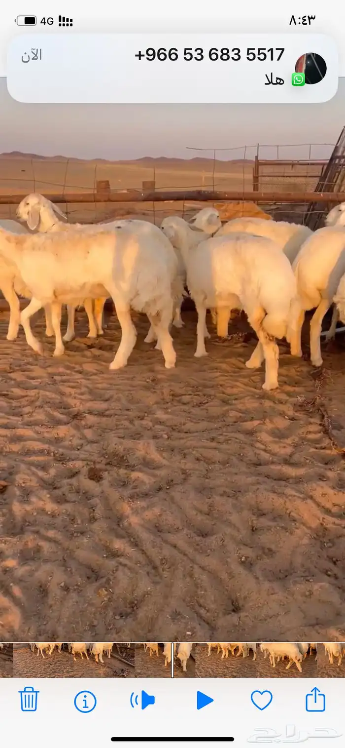 غنم صنف مقاني 2